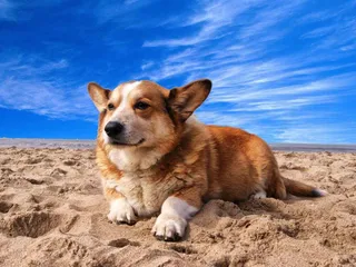 15 Most Popular Dog Breeds in the Philippines: Info, Pictures & History