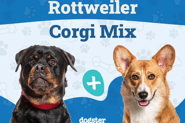 Rottweiler Corgi Mix Dog Breed: Info, Pictures, Care & More