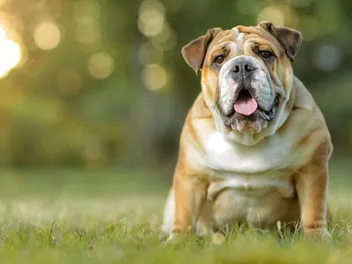 11 Vet-Verified Fascinating English Bulldog Facts You Need to Know!