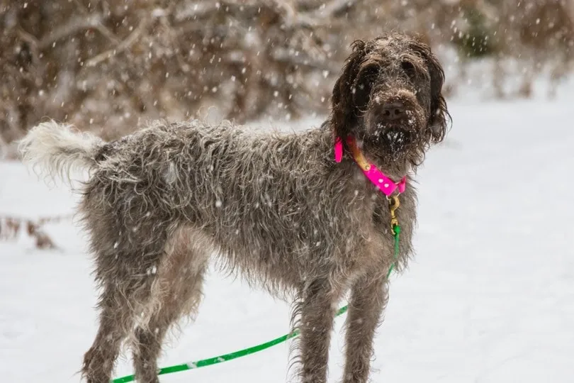 Wirehaired-Pointing-Griffon-outside-in-the-snow