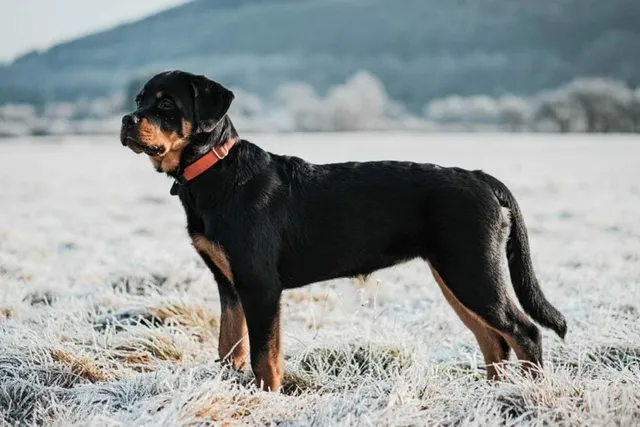 10 Most Popular Dog Breeds in Michigan (2026 Update With Pictures)