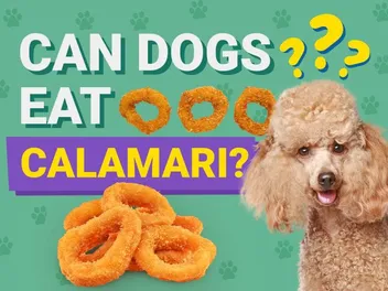 Can Dogs Eat Calamari? Vet-Verified Nutrition Facts & Risks