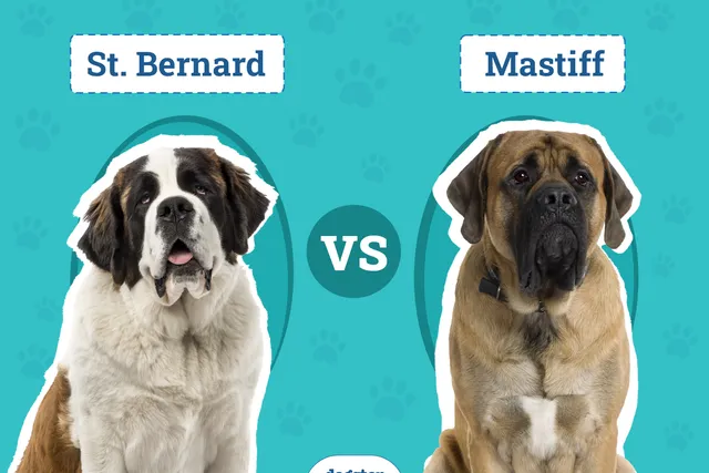 St Bernard vs. Mastiff: The Differences (With Pictures)