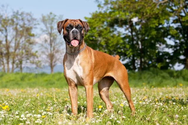 12 Most Reactive Dog Breeds: Vet-Verified Info, Pictures & Safety Tips