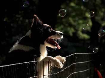 5 DIY Dog Fences You Can Make Today (With Instructions)