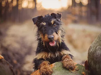 Jagdterrier Dog Breed: Info, Pictures, Care & Traits
