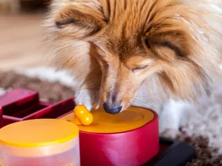 10 Best Interactive Dog Toys in 2026 – Reviews & Top Picks