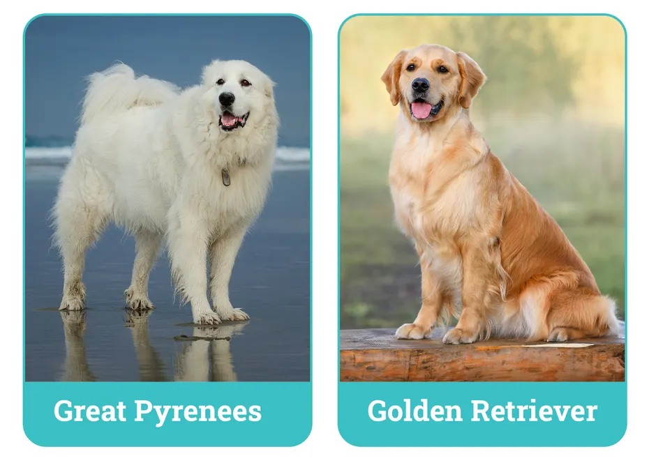 Great Pyrenees vs Golden Retrieve