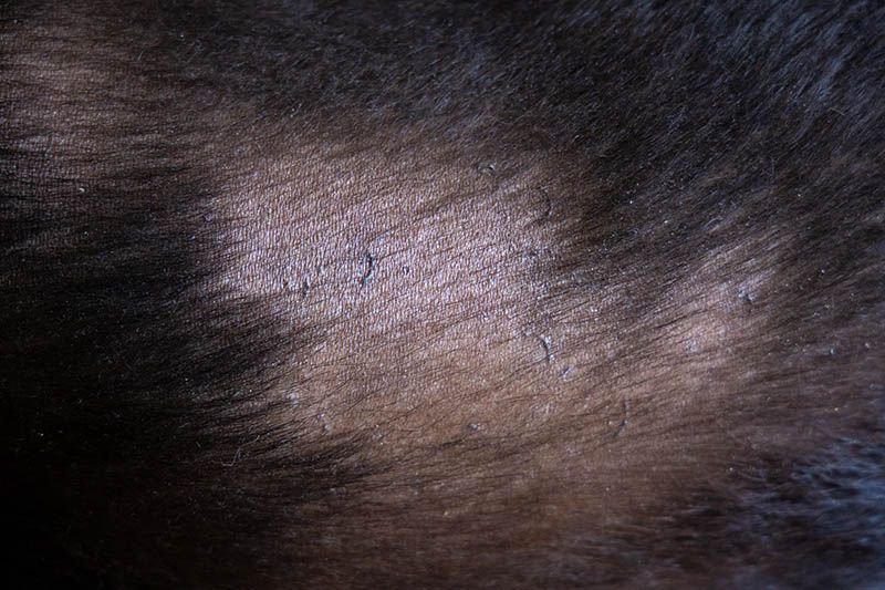 Dog hair loss dog allergy