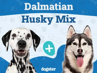 Dalusky (Dalmatian & Husky Mix): Info, Pictures, Care & More