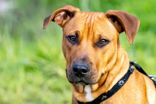 Rhodesian Ridgeback Pitbull Mix: Info, Pictures, Care Guide & More