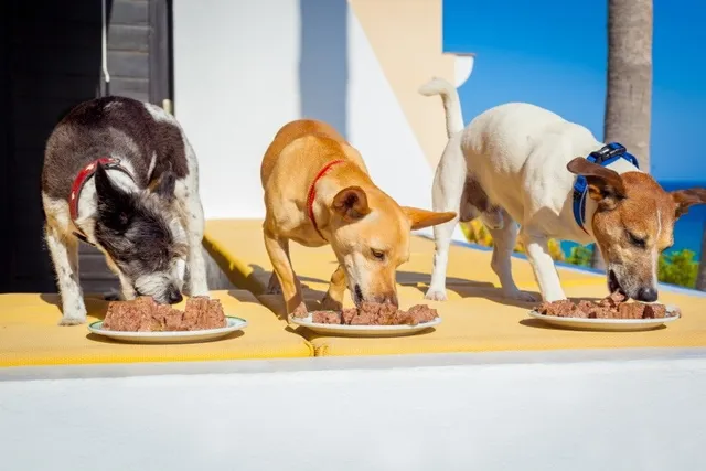 Brewer’s Yeast for Dogs: Vet-Reviewed Benefits, Uses & Side Effects
