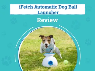iFetch Automatic Dog Ball Launcher Review 2026: Pros, Cons & Verdict