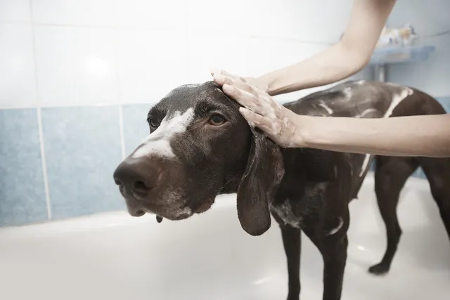 Can You Use Dry Shampoo On Dogs? Vet-Reviewed Safety & Tips