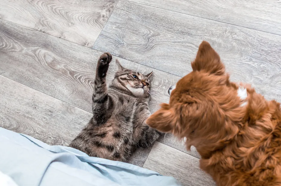 cat and dog fighting