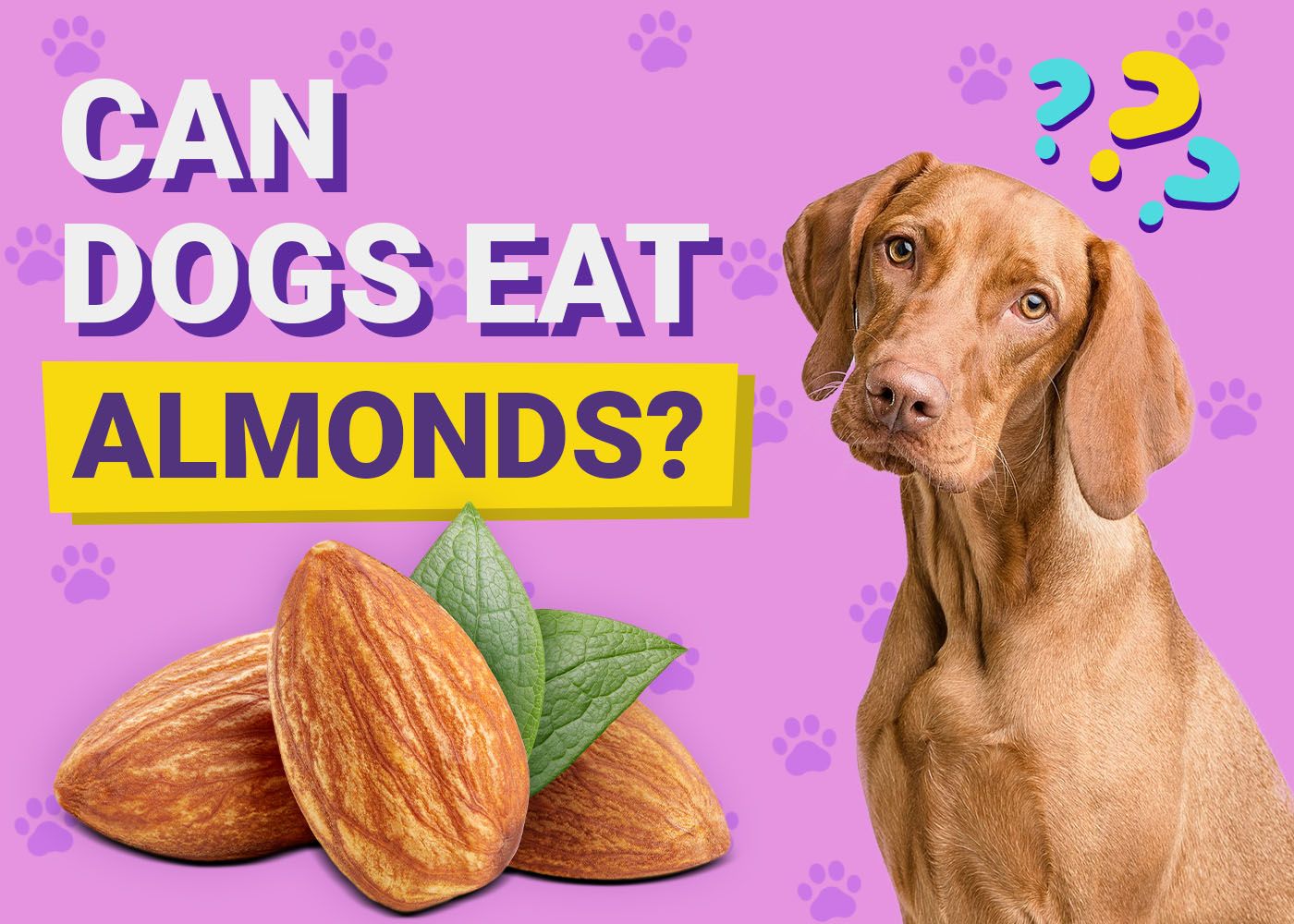 Can Dogs Eat Almonds