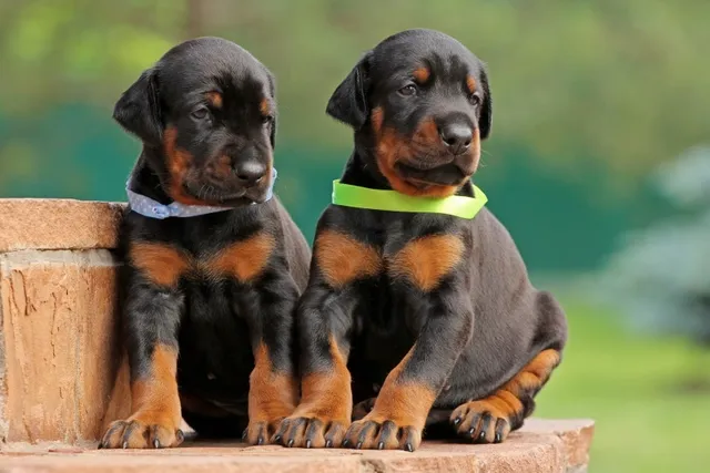 Littermate Syndrome in Dogs: Signs, Causes & Management