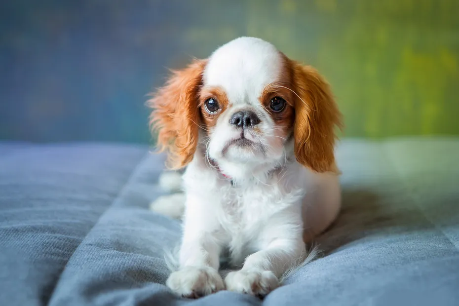 english toy spaniel puppy