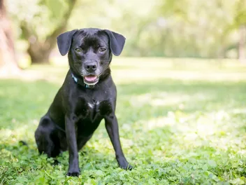 Labbe (Labrador Retriever & Beagle Mix) Dog Breed: Info, Pictures & Care