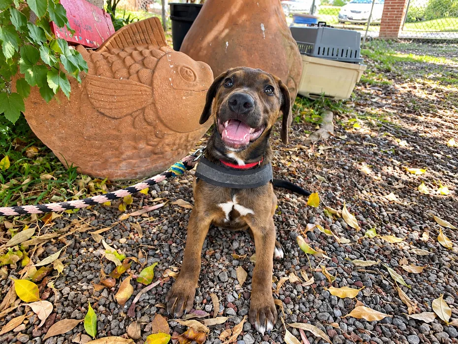Lucky Dog Çevresinde gönüllülerle köpekler mutlu