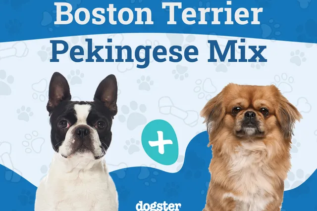 Boston Terrier Pekingese Mix Dog Breed: Info, Pictures, Care, & Facts