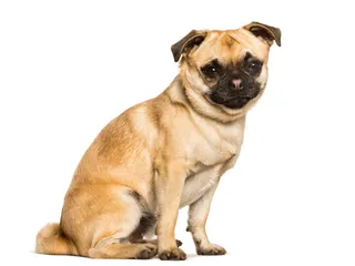 Chug (Pug & Chihuahua Mix): Info, Pictures, Care & Traits