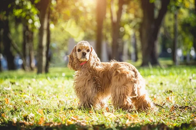 american cocker spaniel dog at the park