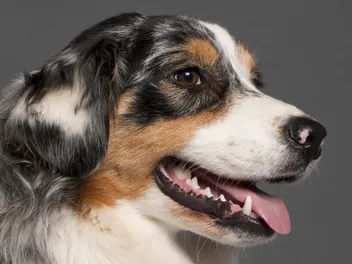 Dog Tooth Infection: Signs, Causes & Treatment (Vet Answer)