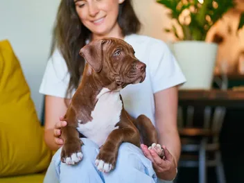Can Pit Bulls Be Therapy Dogs? Surprising Facts