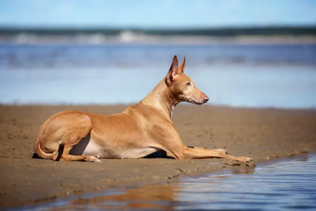 Top 10 Dog-Friendly Beaches in Texas in 2026