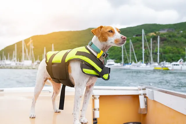 Do Dogs Need Life Jackets? Exploring Necessity vs Fancy Gadget
