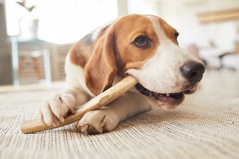 Warm toned close up portrait of cute beagle dog chewing on treats