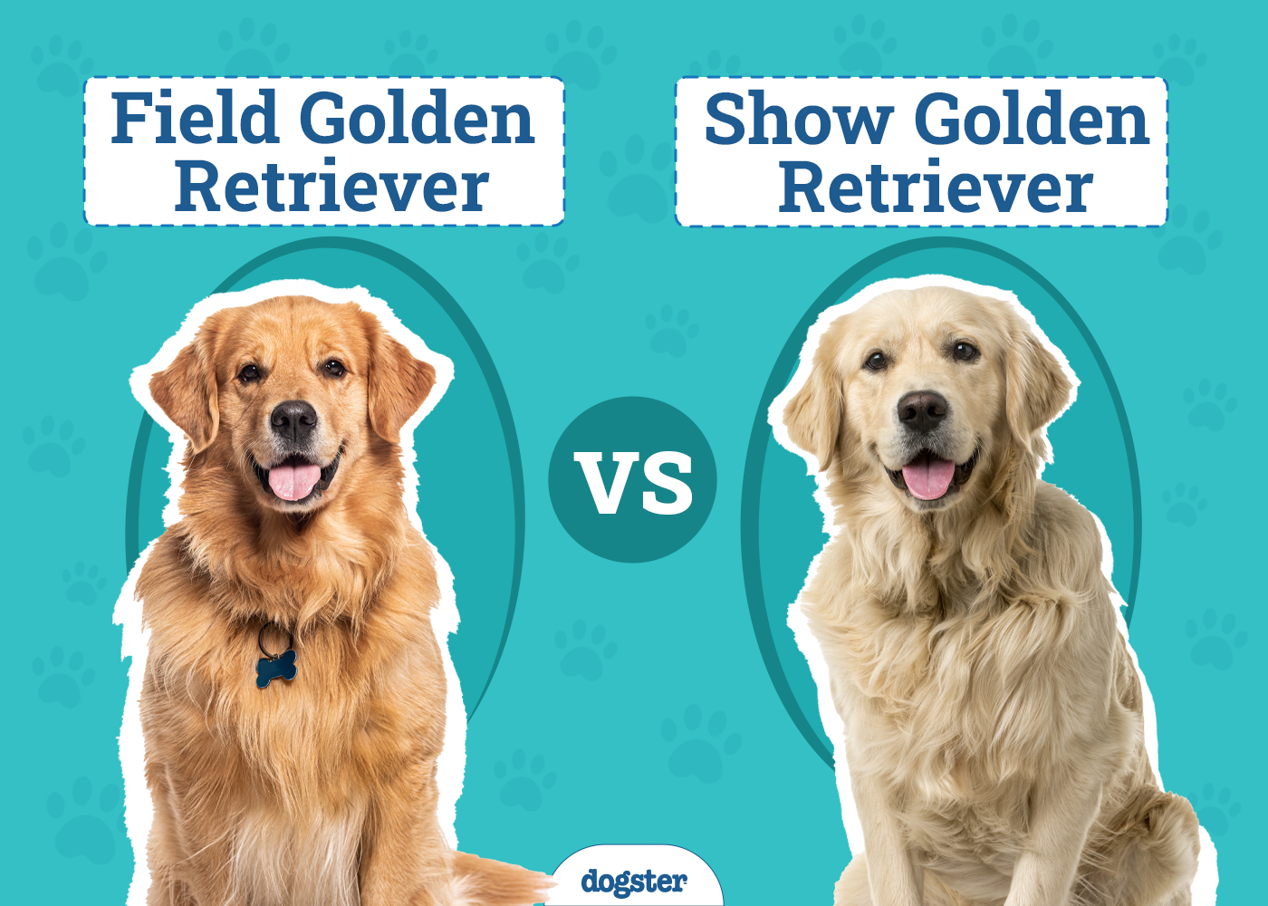 Field Golden Retriever Vs Show Golden Retriever