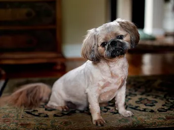 Pugapoo Dog Breed Guide: Info, Pictures & Care