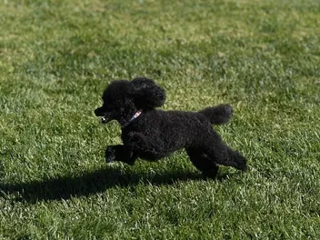 How Much Exercise Does My Poodle Need? Puppy, Adult & Senior Dog