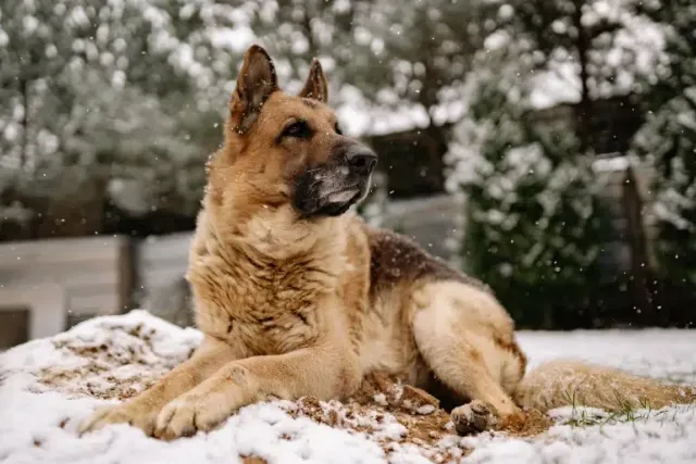 Can Dogs Get Fleas in the Winter? Vet-Verified Facts & FAQ