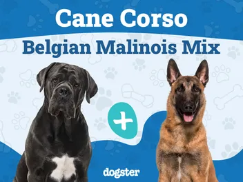 Does a Cane Corso Belgian Malinois Exist? History & Temperament