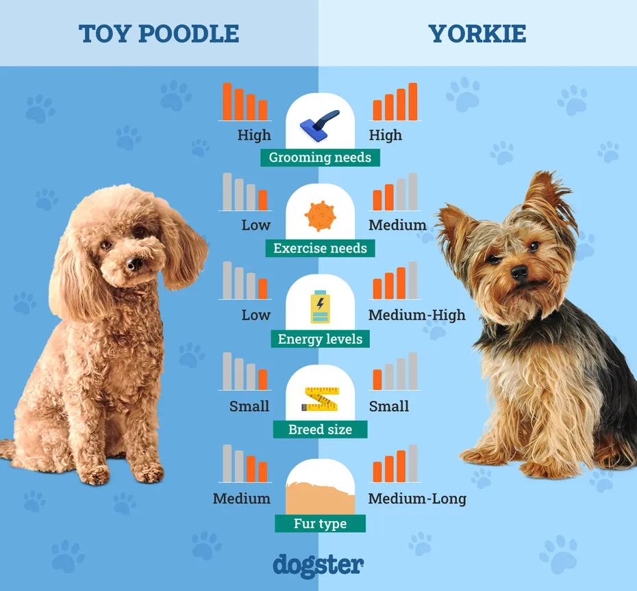 Dogster_Side by Side Comparison_Toy Poodle vs Yorkie