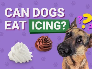 Can Dogs Eat Icing? Vet-Reviewed Facts