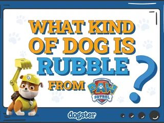 What Kind of Dog Is Rubble on Paw Patrol? Cartoon Dogs Presented