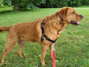 Fox Red Labrador Retriever Dog Breed: Info, Pictures, Origin & More