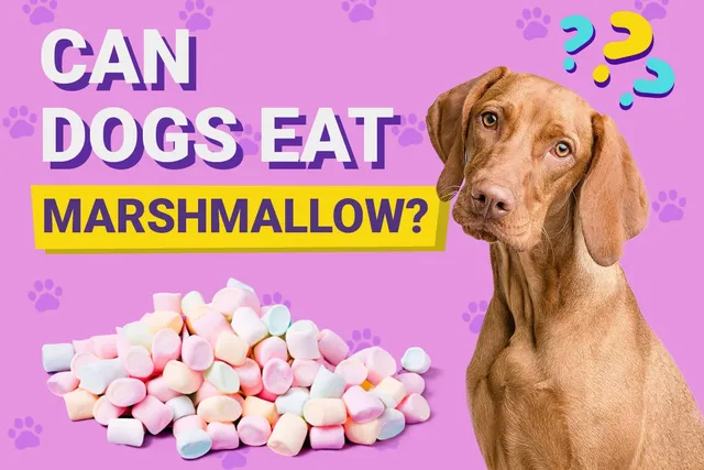 Can Dogs Eat Marshmallows? Vet-Verified Risks & FAQ