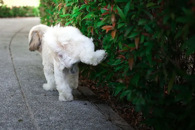 How to Save Plants From Dog Urine — 6 Possible Ways