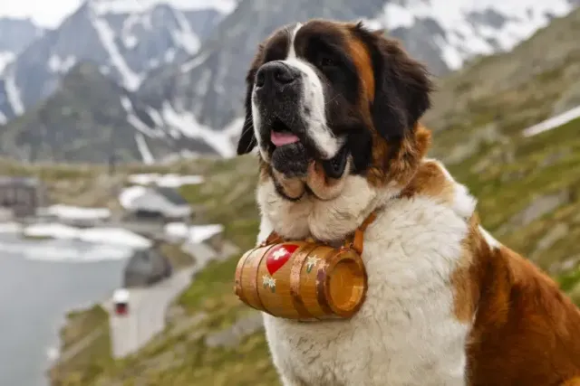 How Smart Are Saint Bernards? Average Intelligence & Instincts Explained
