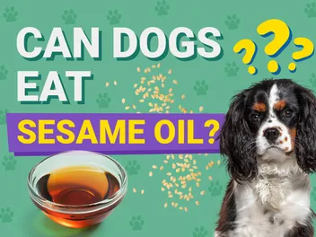 Can Dogs Eat Sesame Oil? Vet Reviewed Facts & FAQ