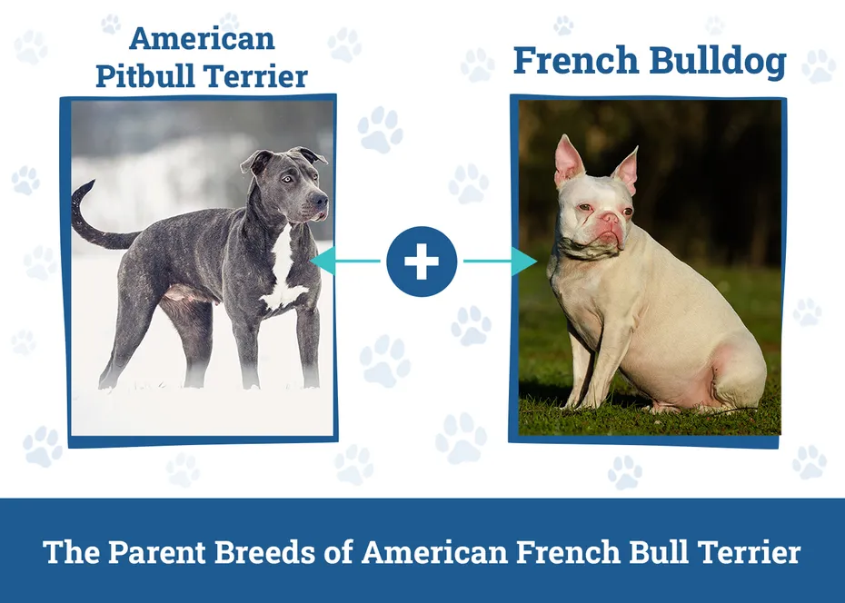 Parent Breeds of American French Bull Terrier