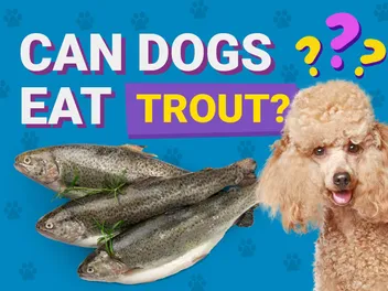 Can Dogs Eat Trout? Vet Reviewed Facts & Info
