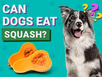 Can Dogs Eat Squash? Vet-Verified Nutrition Facts & FAQ