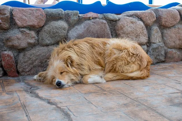 Why Is My Dog Sleeping More Than Usual? Vet-Approved Facts and When to Worry