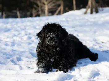 Can A Dog Get Frostbite? Vet Approved Facts & FAQ